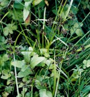 Cyperus fuscus