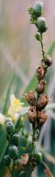 Linaria vulgaris