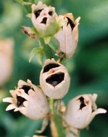 Linaria vulgaris