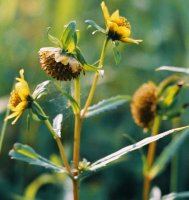 Bidens cernua (uczep zwisły)