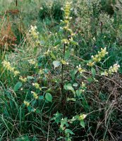 Galeopsis speciosa (poziewnik pstry)