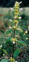 Galeopsis speciosa (poziewnik pstry)