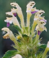 Galeopsis speciosa (poziewnik pstry)