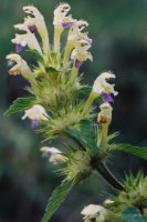 Galeopsis speciosa (poziewnik pstry)