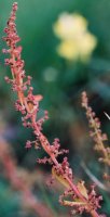 Chenopodium polyspermum (komosa wielonasienna)