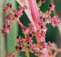 Chenopodium polyspermum (komosa wielonasienna)