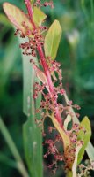 Chenopodium polyspermum (komosa wielonasienna)