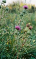 Cirsium vulgare (ostrożeń lancetowaty)