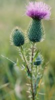 Cirsium vulgare (ostrożeń lancetowaty)