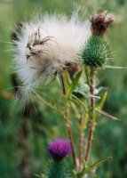 Cirsium vulgare (ostrożeń lancetowaty)