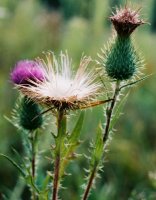 Cirsium vulgare (ostrożeń lancetowaty)