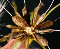 Lactuca serriola (sałata kompasowa)