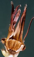 Cichorium intybus (cykoria podróżnik)