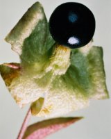 Silene baccifera (wyżpin jagodowy)