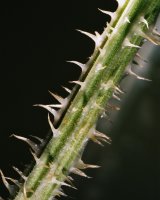 Dipsacus sylvestris (szczeć pospolita)