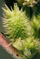 Xanthium albinum (rzepień włoski)