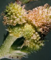 Xanthium albinum (rzepień włoski)