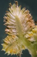 Xanthium albinum (rzepień włoski)