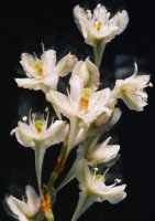 Fallopia aubertii (rdestówka Auberta)