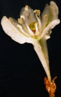 Fallopia aubertii (rdestówka Auberta)