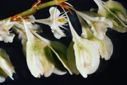 Fallopia aubertii (rdestówka Auberta)