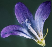 Campanula patula (dzwonek rozpierzchły)