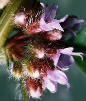 Mentha arvensis