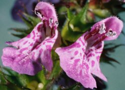 Stachys palustris (czyściec błotny)