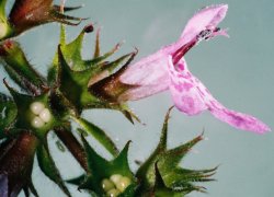 Stachys palustris (czyściec błotny)