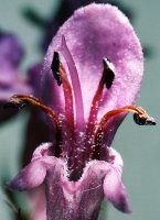 Stachys palustris (czyściec błotny)