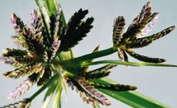 Cyperus fuscus