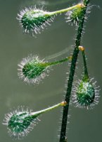 Circaea lutetiana