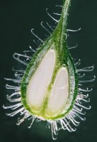 Circaea lutetiana