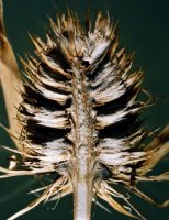 Eryngium planum (mikołajek płaskolistny)