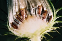 Cirsium vulgare (ostrożeń lancetowaty)