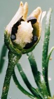 Spergula arvensis (sporek polny)