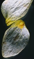 Humulus lupulus (chmiel zwyczajny)