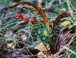 Convallaria majalis