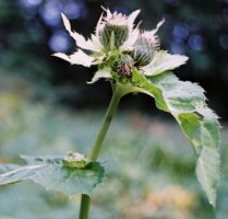 Cirsium oleraceum (ostrożeń warzywny)