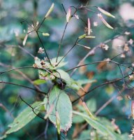 Impatiens parviflora