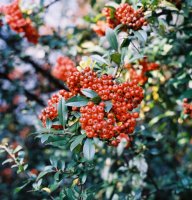 Pyracantha coccinea