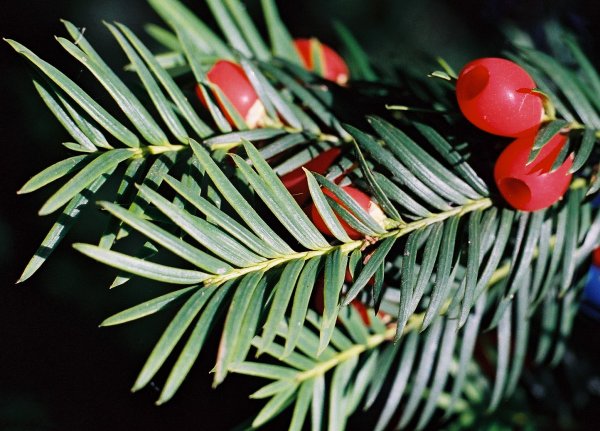 Taxus baccata