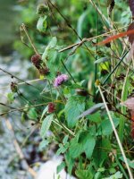 Mentha aquatica