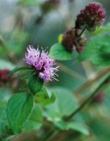 Mentha aquatica