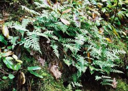 Polypodium vulgare (paprotka zwyczajna (s.l.))