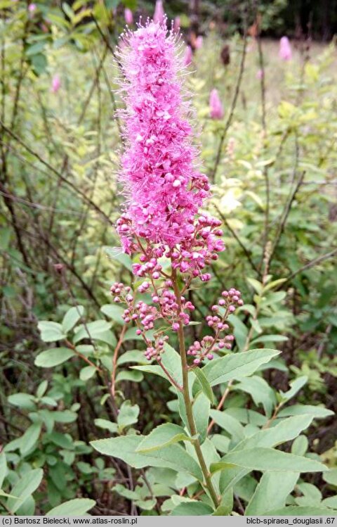 Spiraea douglasii (tawuła Douglasa)