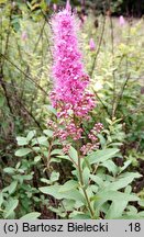 Spiraea douglasii (tawuła Douglasa)