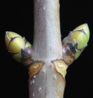 Sorbus torminalis (jarząb brekinia)