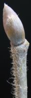 Tilia platyphyllos