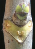 Sorbus torminalis (jarząb brekinia)